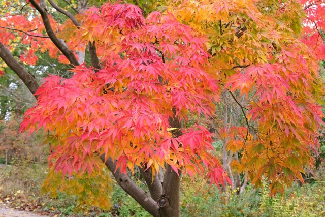 Декоративные клёны — японский, остролистный, красный — выглядят потрясающе. Но через семь-десять лет клён разрастается в ширину. Крона становится раскидистой, корни выходят на поверхность газона, образуя бугры и волны. Декоративные клёны — японский, остролистный, красный — выглядят потрясающе. Но через семь-десять лет клён разрастается в ширину. Крона становится раскидистой, корни выходят на поверхность газона, образуя бугры и волны.
