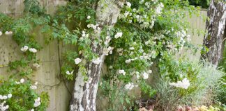 8 ландшафтных решений, о которых в итоге жалеет большинство дачников - Лучшее 8 ландшафтных решений, о которых в итоге жалеет большинство дачников