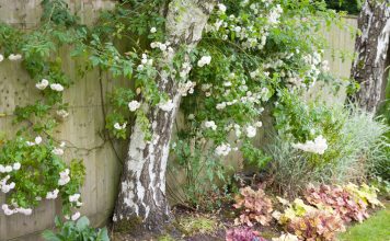 8 ландшафтных решений, о которых в итоге жалеет большинство дачников