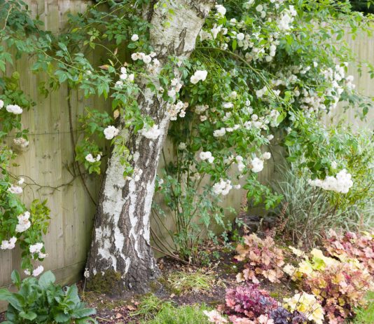 8 ландшафтных решений, о которых в итоге жалеет большинство дачников - Лучшее 8 ландшафтных решений, о которых в итоге жалеет большинство дачников