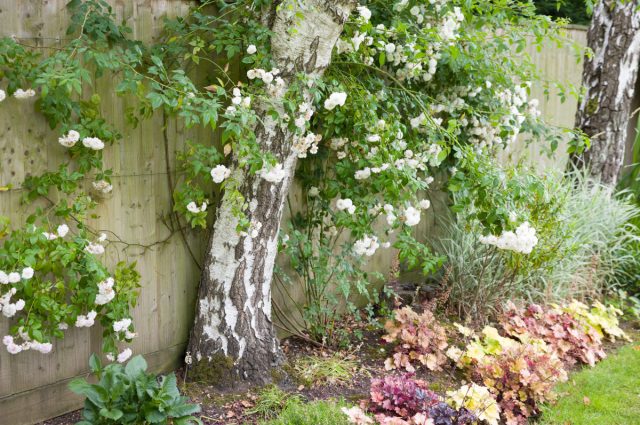 8 ландшафтных решений, о которых в итоге жалеет большинство дачников 8 ландшафтных решений, о которых в итоге жалеет большинство дачников