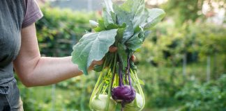9 овощей, которые редко сажают, а зря — растут легче лёгкого - Сад и огород 9 редких овощей, которые растут проще простого и их стоит посадить