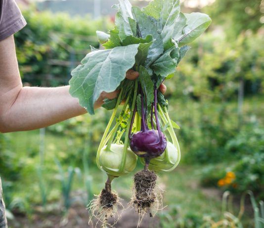 9 овощей, которые редко сажают, а зря — растут легче лёгкого - Сад и огород 9 редких овощей, которые растут проще простого и их стоит посадить