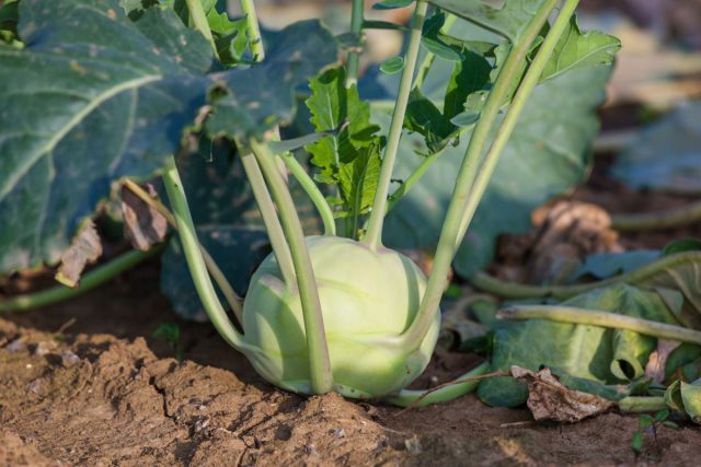 Кольраби — круглый стеблеплод на тонкой ножке, будто овощ из будущего. Бывает зелёная и фиолетовая, растёт быстро и без капризов, хрустит сладко, если не передержать. Кольраби — круглый стеблеплод на тонкой ножке, будто овощ из будущего. Бывает зелёная и фиолетовая, растёт быстро и без капризов, хрустит сладко, если не передержать.