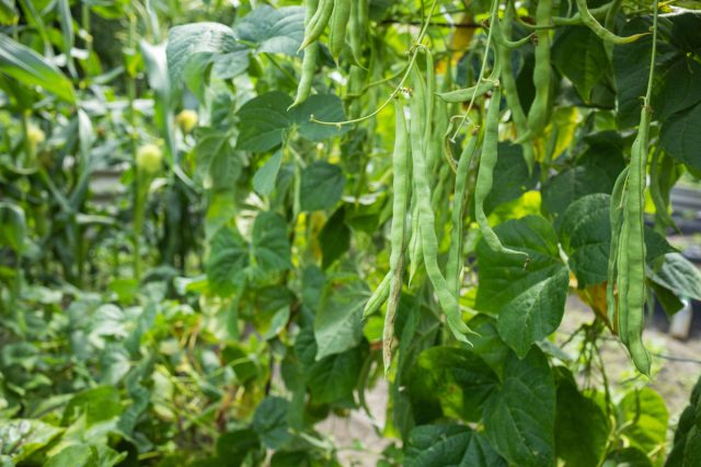 Вигна — фасоль с метровыми стручками-змеями, вьётся по шпалере и плодоносит до осени. Красиво, просто и урожайно — даже в жару. Вигна — фасоль с метровыми стручками-змеями, вьётся по шпалере и плодоносит до осени. Красиво, просто и урожайно — даже в жару.