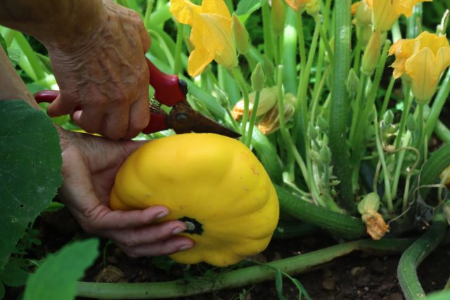 Патиссон — мини-«летающие тарелки» белых, жёлтых и зелёных оттенков. Компактные, урожайные, вкусные и декоративные — будто игрушки на грядке. Патиссон — мини-«летающие тарелки» белых, жёлтых и зелёных оттенков. Компактные, урожайные, вкусные и декоративные — будто игрушки на грядке.