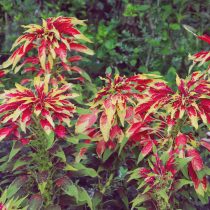 Амарант трёхцветный (Amaranthus tricolor)
