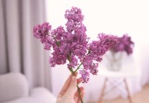 Секреты выгонки сирени — аромат весны на несколько месяцев раньше