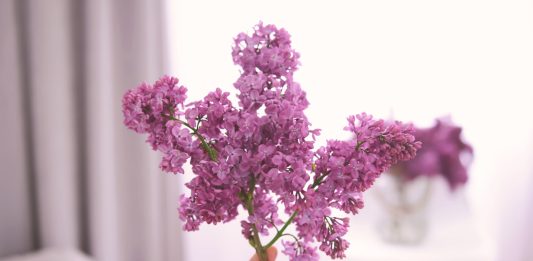 Секреты выгонки сирени — аромат весны на несколько месяцев раньше