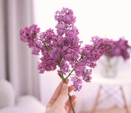 Секреты выгонки сирени — аромат весны на несколько месяцев раньше