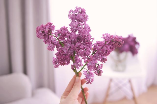 Секреты выгонки сирени — аромат весны на несколько месяцев раньше