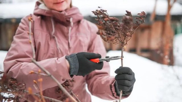Для успешной обрезки выбирайте дни, когда столбик термометра не опускается ниже нулевой отметки, это облегчит адаптацию ветвей к домашним условиям.