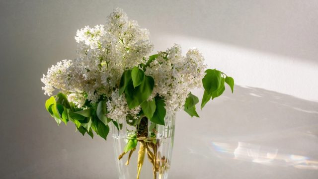 Переместите контейнер с ветвями в прохладное место, защищенное от прямых солнечных лучей, пока бутоны не начнут набухать.