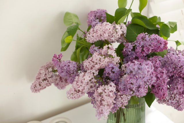 В среднем на полное раскрытие цветков сирени в помещении уходит около месяца. Поэтому выгонка веток сирени требует определенного терпения.