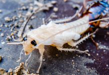 Белый таракан в квартире — кто это и как от него избавиться Белый таракан в квартире — кто это и как от него избавиться.