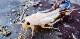 Белый таракан в квартире — кто это и как от него избавиться - Сад и огород Белый таракан в квартире — кто это и как от него избавиться.