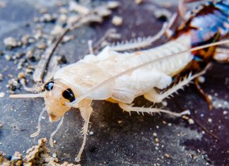Белый таракан в квартире — кто это и как от него избавиться - Блоги компаний Белый таракан в квартире — кто это и как от него избавиться.