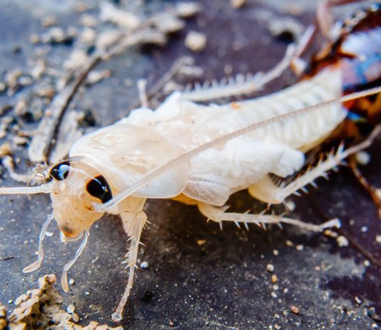 Белый таракан в квартире — кто это и как от него избавиться.