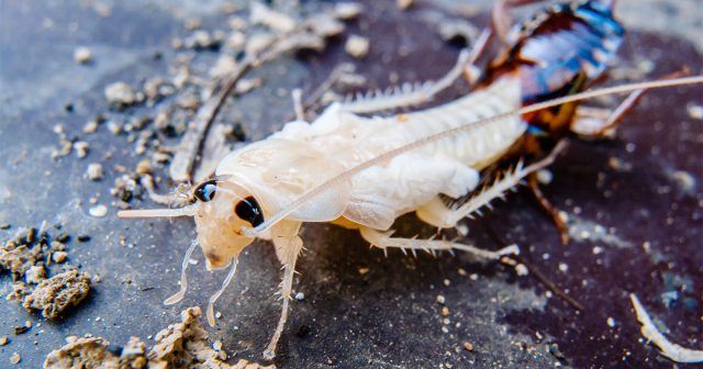Белый таракан в квартире — кто это и как от него избавиться.