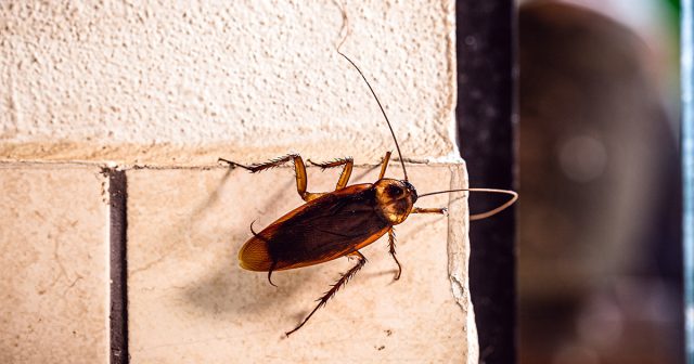 С отвердением хитина вредитель приобретает типичную рыжую окраску.