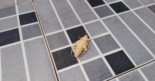 Сначала «берутся», конечно, не белые тараканы, а их папы и мамы.