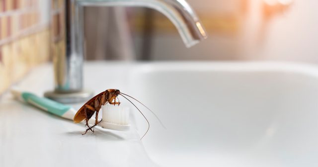 Скорее всего, до обнаружения белых особей вы уже видели и других представителей многочисленного племени.