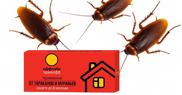 Приманки от тараканов и муравьёв Оффлайн можно установить в местах питания и активного передвижения вредителей.