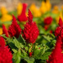 Целозия (Celosia)