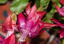 Чем подкормить декабрист: удобрения и народные средства для пышного цветения.