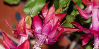 Чем подкормить декабрист: удобрения и народные средства для пышного цветения.