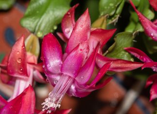 Чем подкормить декабрист: удобрения и народные средства для пышного цветения - Блоги компаний Чем подкормить декабрист: удобрения и народные средства для пышного цветения.