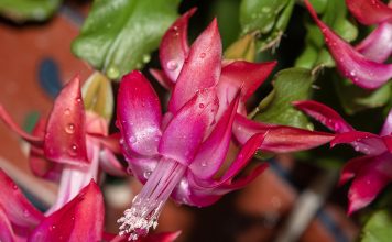 Чем подкормить декабрист: удобрения и народные средства для пышного цветения.