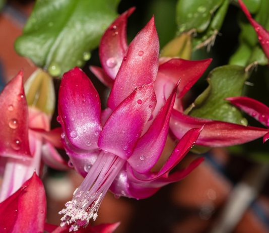 Чем подкормить декабрист: удобрения и народные средства для пышного цветения.