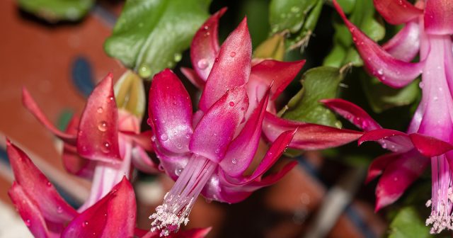 Чем подкормить декабрист: удобрения и народные средства для пышного цветения.