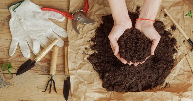 Большое значение имеет и состав, и форма удобрения для зигокактуса. Лучше всего он реагирует на жидкие, легкоусвояемые комплексы.