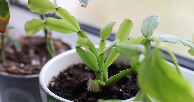 Бор – это тот элемент, чем нужно удобрять декабрист для обильного бутонообразования и продолжительного цветения.