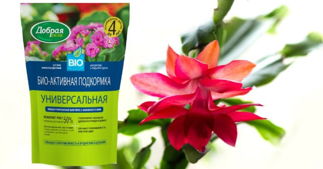 Прекрасный вариант – биоактивная подкормка Универсальная Добрая сила.