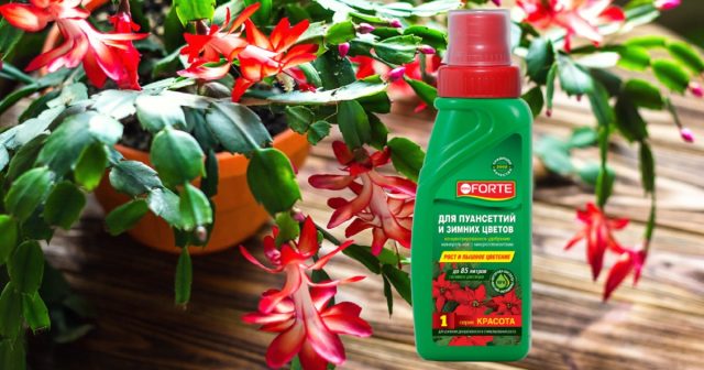 Удобрение для пуансеттии и других зимних цветов Bona Forte серии Красота.
