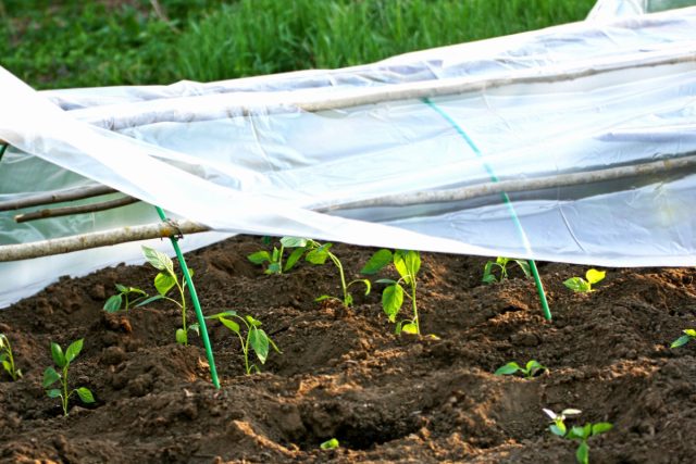Огурцы любят тепло и влагу, поэтому под плёнкой растут быстрее и раньше плодоносят. Томаты, перцы и баклажаны стартуют под плёнкой ради тепла, а с приходом жары лучше перейти на спанбонд для сухого воздуха и защиты от конденсата. Для ранних посадок без плёнки не обойтись.