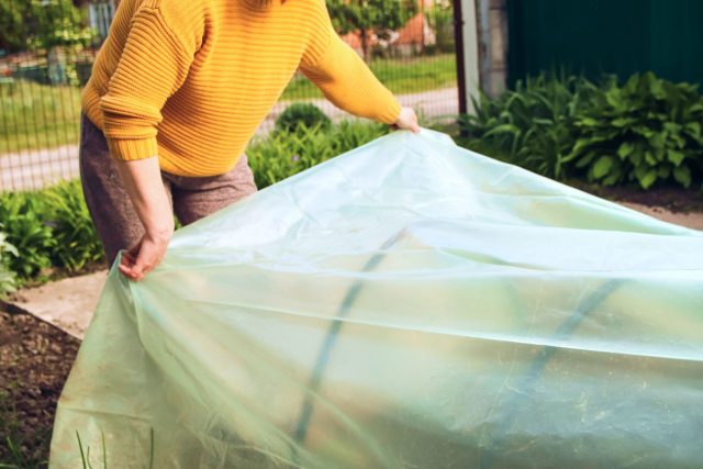 Тепло, защита и стабильность — три кита, за которые огородники ценят плёнку. Она создаёт комфортный микроклимат для рассады, удерживает тепло даже ночью, защищает от ветра, дождя и града.