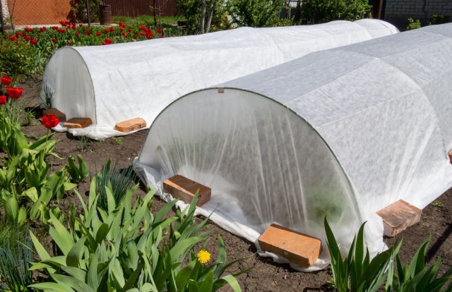 Плёнка или укрывной материал  — что на самом деле лучше?