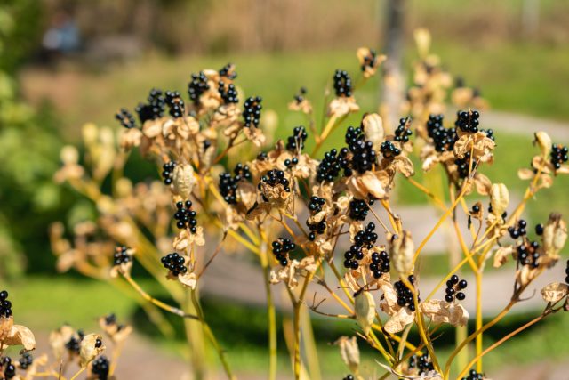 После отцветания бутонов формируются блестящие семенные коробочки, напоминающие ягоды ежевики (отсюда и название). После отцветания бутонов формируются блестящие семенные коробочки, напоминающие ягоды ежевики (отсюда и название).