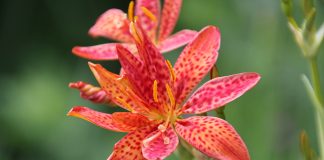 Всё о ежевичной лилии — ярком многолетнике с ароматом конфет - Лучшее Всё о ежевичной лилии — ярком многолетнике с ароматом конфет