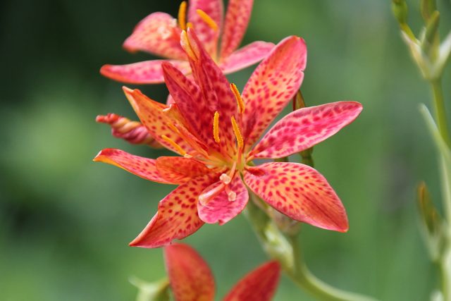 Всё о ежевичной лилии — ярком многолетнике с ароматом конфет Всё о ежевичной лилии — ярком многолетнике с ароматом конфет