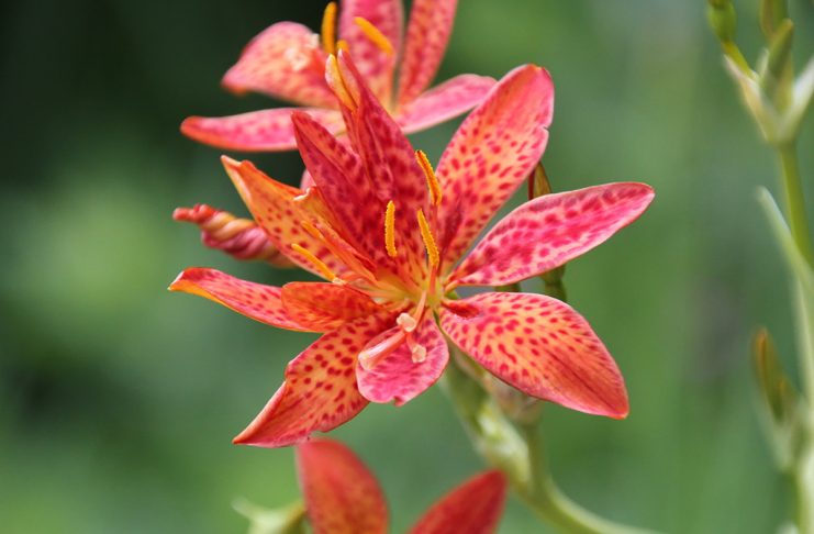 Всё о ежевичной лилии — ярком многолетнике с ароматом конфет