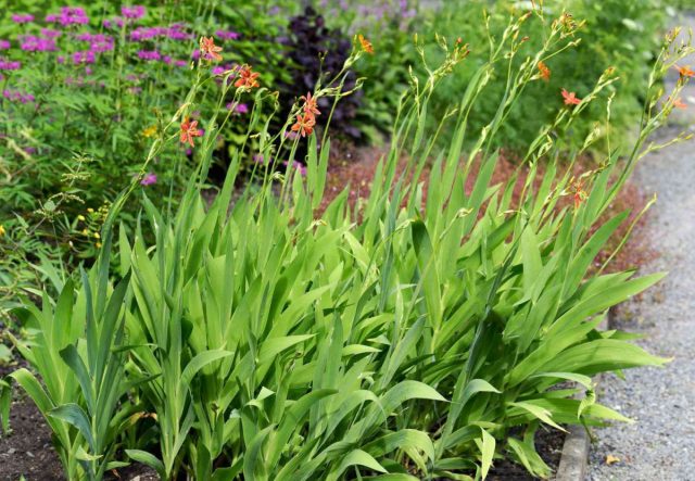 Для обильного цветения и поддержания здоровья, лилию рекомендуется размещать на участках с хорошей освещенностью. Для обильного цветения и поддержания здоровья, лилию рекомендуется размещать на участках с хорошей освещенностью.