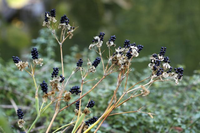 Для сбора семян с целью дальнейшего посева, дождитесь полного высыхания и раскрытия коробочек. Для сбора семян с целью дальнейшего посева, дождитесь полного высыхания и раскрытия коробочек.
