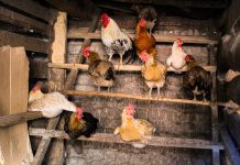 Дезинфекция курятника: как это делается и зачем.