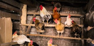 Дезинфекция курятника: как это делается и зачем.