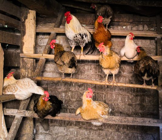 Дезинфекция курятника: как это делается и зачем.